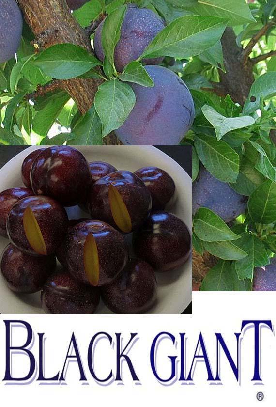 Purple, becoming purple-black when ripe. Shoulders slow to color. Flesh: Bright, yellow flesh, red bleeding in from perimeter. Flavor: Mildly-sweet, very juicy with crisp texture.
