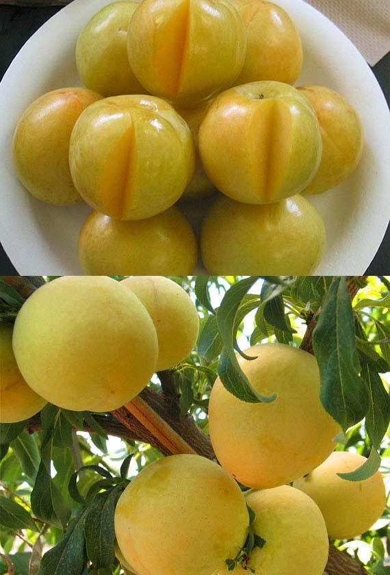 Suplumfortyfour New, PL151YY. A yellow plum that ripens earlier than other yellow varieties Harvest: mid-season. Black Amber timing. Over 5 weeks before Suplumthirtyone.