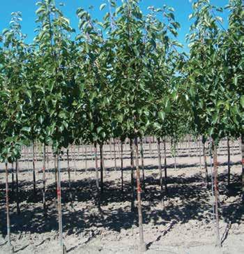 Eucommia Eucommia Ulmoides Glossy foliage is reported pest free. A drought and disease resistant tree tolerates a wide range of soil conditions including alkaline.