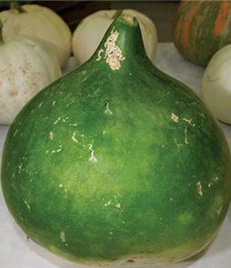 Bushel Basket gourd 120 days Huge, round gourds, up to 24 across, can be used for all kinds of art work and as storage containers.
