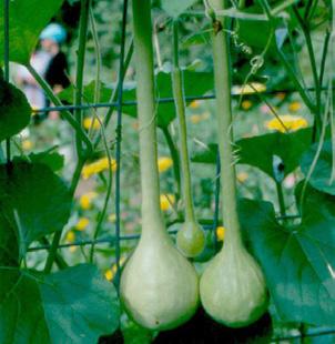 Dipper gourd 120 days These gourds have long handles and are just right for making water or feed dippers. Great for making arts and crafts.