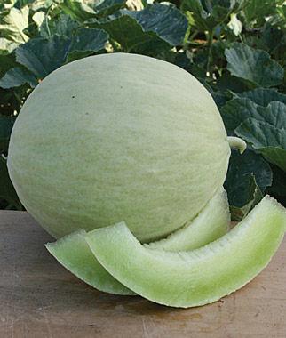 Vigorous, disease resistant vines produce perfectly oval pale green honeydew fruit with bright green flesh.