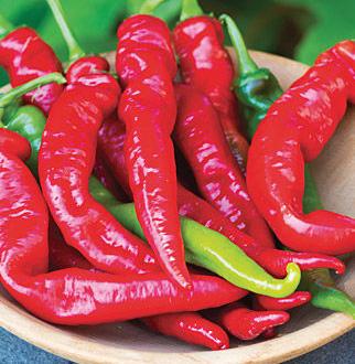 These devious little peppers are fiery red with a little scythe shaped tail at the base of each fruit, hence the name reaper.