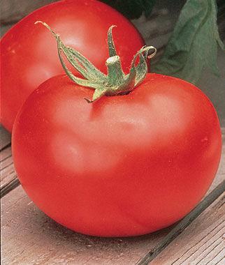 GARDEN HINTS: Fertilize when first fruits form to increase yield. Water deeply once a week during very dry weather. Better Boy tomato 72 days Huge, tasty, red tomatoes, many 1 lb. each.
