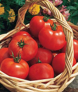 The flesh is brick-red and very attractive sliced on a plate. Plants produce large vines that yield tomatoes fully 5 across and 3 1/2 deep.