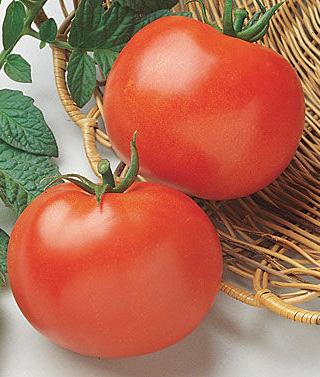 Grow in full sun, where plants receive a minimum of 6-8 hours of direct sun a day. Persimmon tomato 80 days A persimmon-colored Russian heirloom beefsteak; high in flavor, low in acidity.