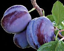 Smokva je najstarije poznato voće, uz njene se plodove još od rimskih vremena vežu mnoge legende, a samo jedna dovoljna je da donese dašak Mediterana na stol.