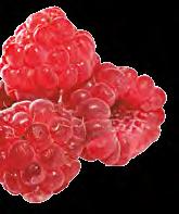 Voćna punila Fruit Fillings Marelica je bogat izvor beta karotena i raznih vitamina te izvrsna priprema za sunce. Od njenih se plodova rade ukusne marmelade, a odlično se slažu s raznim slasticama.
