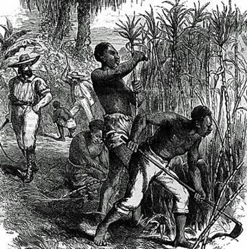 HUGE Sugar Plantations Africans were needed after the native populations of America died by the millions