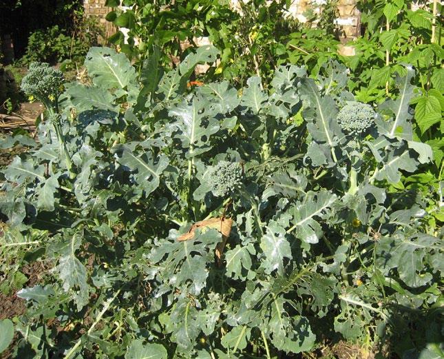 Cabbage (Brassica oleracea) Flower buds have