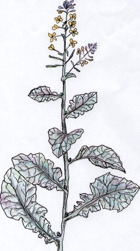 Cabbage (Brassica