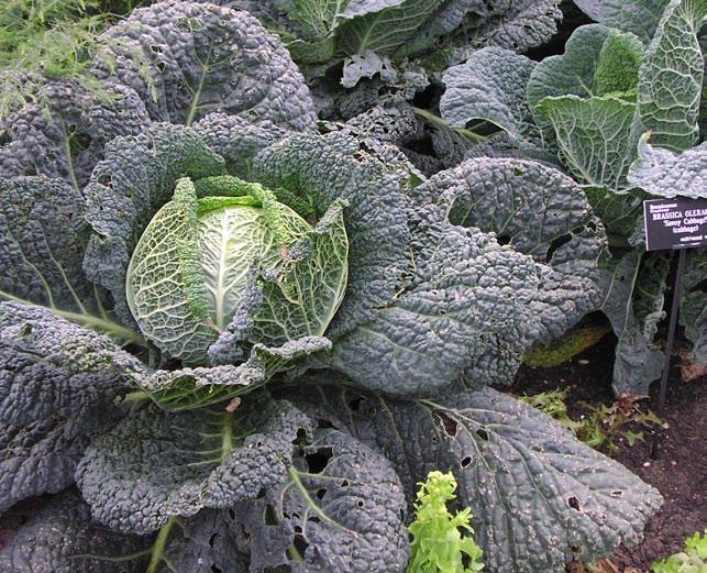 Cabbage (Brassica oleracea) Leaves can now be smooth like