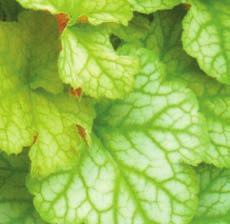heuchera (Coral Bells) Very attractive leaves with white bell-shaped blooms rising above the foliage. About 25 to 50 cm (10 to 20 ) high. Best in partial shade. Extra winter protection advisable.