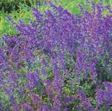 Musky fragrance. Blooms during summer. Attracts butterflies. For sun or partial shade; tolerates most soils. Semi-hardy on the southern Prairies; extra winter protection essential.