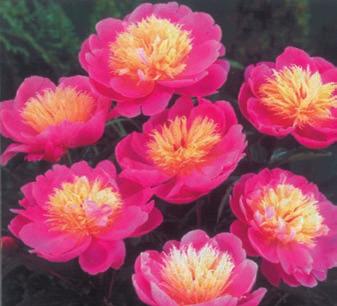 Peony - Bowl of Beauty Peonies These long-lived, very hardy perennials bear large, fragrant blooms, often used for cut flowers. They will do well in full sun or partial shade.