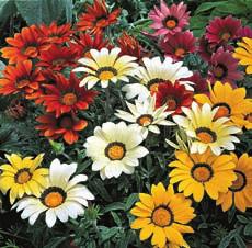 Gazania Grown as an annual, this variety is about 25 cm (10 ) and bears 5 cm (2 ) daisy-like flowers all summer. Ideal for borders and cut flowers. Prefers full sun. Start indoors.