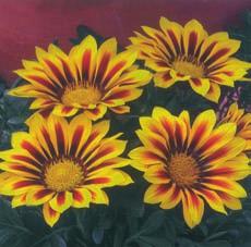 95 6888 White Flame - large white with rosy red stripes. 6889 Yellow Flame - bright yellow with red stripes. Daybreak Series. Compact with extra large blooms. Early. Pkt. (20 seeds) $2.