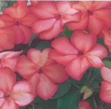 Larger blooms set against dark green foliage. Very early. About 25 to 30 cm (10 to 12 ) high. Pkt. (25 seeds) $2.50 Tr. Pkt. (300 seeds) $8.