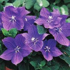 95 6993 Brazilian Fireworks. Unusual bicolor purple and pink flowers along with variegated foliage. About 15 to 20 cm (6 to 8 ) high, spreading out to 20 to 25 cm (8 to 10 ).