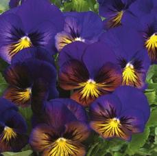 more PANSIES Karma Series. Compact bushy plants about 15 to 20 cm (6 to 8 ) high. Develops strong roots and easily fills pots and beds. Early to flower. Intense colors. Pkt. $2.75, Tr. Pkt. (200 seeds) $9.