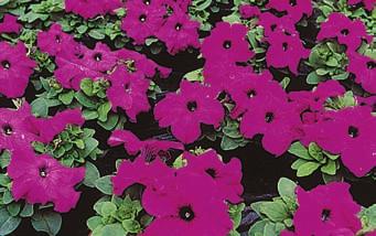 About 20 cm (8 ) high, with a plant spread of about 60 cm (24 ). Holds up well in wet weather. Color is very uniform. Pelleted seed. Pkt. (12 to 15 seeds) $4.95, Pkt. (100 seeds) $23.