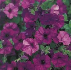 918 Button Duet Mixed. Very compact plants, about 20 cm (8 ) high, covered with boldly colored flowers. Blooms early and maintains a tidy habit throughout the growing season. An ideal border variety.