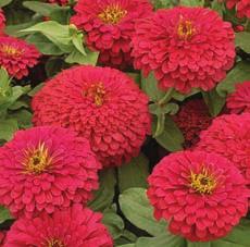 (15 seeds) $3.95 Profusion Series. About 30 to 45 cm (12 to 18 ) tall with a profusion of single flowers 5 to 7.5 cm (2 to 3 ) wide. Free flowering; no deadheading required.