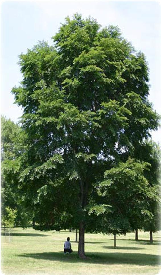 I mentioned Cucumbertree Magnolia (Magnolia acuminata) earlier as a parent of the yellowflowered magnolia hybrids, but it is a fine tree in and of itself.