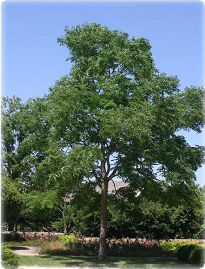 Native to the Alleghenies, it has excellent hardiness in the Midwest., Kentucky Coffeetree Many oaks provide excellent shade for the hosta garden.