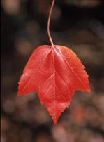 Tree Planting List Species Remarks Acer buergeranum