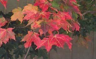 Crimson King and Royal Red are red leaf cultivars.
