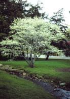 Serviceberry Small flowering tree (pink or white