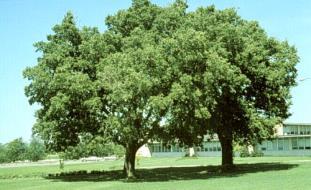 spreading multi-stem tree with bluish-gray bark.