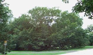 Spring Eucommia ulmoides Hardy Rubber Tree Medium sized,