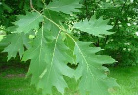 Quercus alba White Oak Stately and slow growing.
