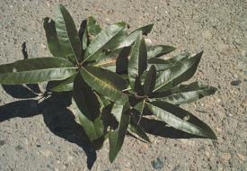 imbricaria Shingle Oak Narrow shiny green leaves.
