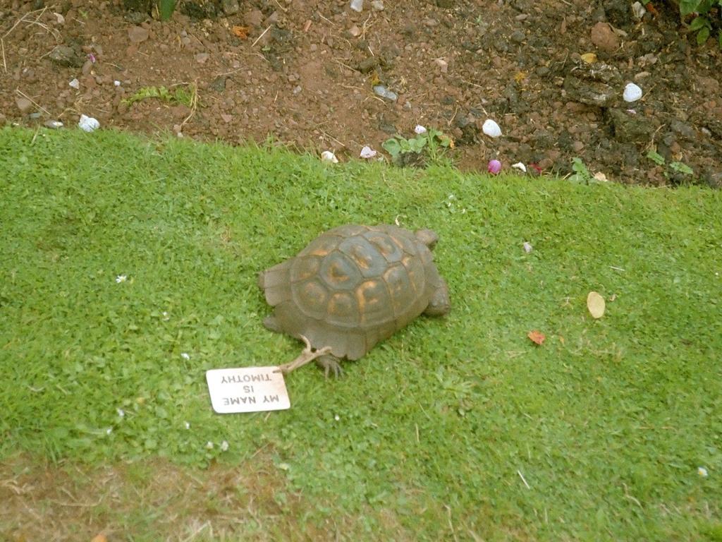 The last survivor of the Crimean War was Timothy the Tortoise.