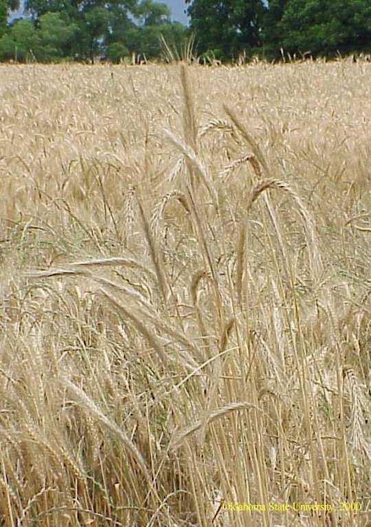 Wheat Rye Figure 21: Photo of rye plant inflorescence (left), and rye plants in wheat field to show height differences (right) (OS, 2011).