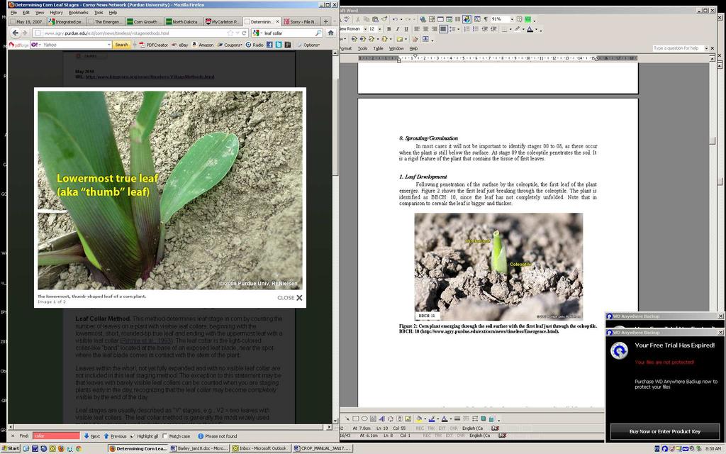 Figure 24: Corn plant emerging through soil surface with first leaf just through the coleoptile. Photos show plants at BBCH: 10 (Nielsen, 2010).