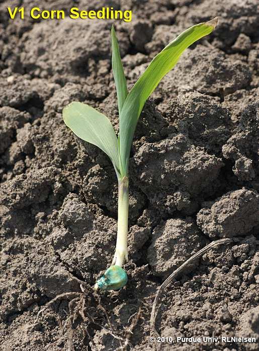 One Collar Figure 27: Photo of a corn plant with