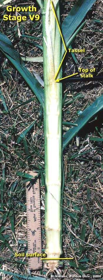 Figure 33: Photo of corn plant at the beginning of tasseling, representing BBCH: 51(Ritchie, 1993).