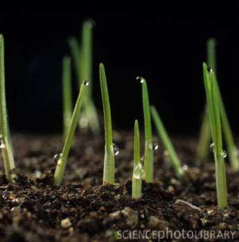 0. Sprouting/Germination For most applications it is not important to identify stages 00 to 08, as these occur when the plant is