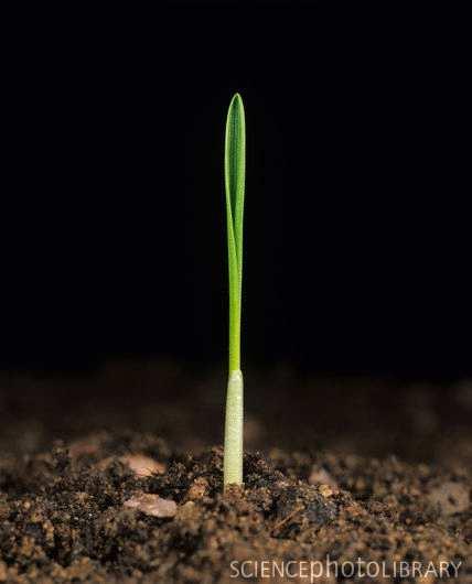 It is a rigid feature of the plant that contains the tissue of the first leaves (Strand et al., 19