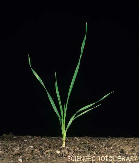 2. Tillering BBCH: 12 BBCH: 13 Development of primary tillers usually begins when the fourth leaf emerges from the stem, followed by the second primary tiller when the fifth leaf emerges This process