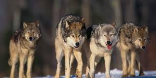 Evidence II: Bouncing Back to them Wolves Changing biotic factors, like adding or killing animals, into an ecosystem can disrupt the ecosystem by creating an imbalance of