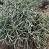 Sonoran Desert Birds that nest in this plant include