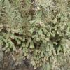 CHAIN-FRUIT CHOLLA (CYLINDROPUNTIA FULGIDA) Scientific Name: Cylindropuntia fulgida Cactus native to the Sonoran Desert Seeds are dispersed by the