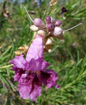 DESERT WILLOW (CHILOPSIS LINEARIS) Scientific Name: Chilopsis linearis Tree native to the Sonoran Desert Will flower from spring to fall if enough water is