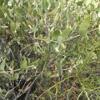 JOJOBA (SIMMONDSIA CHINENSIS) Scientific Name: Simmondsia chinensis Evergreen shrub native to the Sonoran Desert