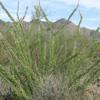 OCOTILLO (FOUQUIERIA SPLENDENS) Scientific Name: Fouquieria splendens Native to the Sonoran Desert.